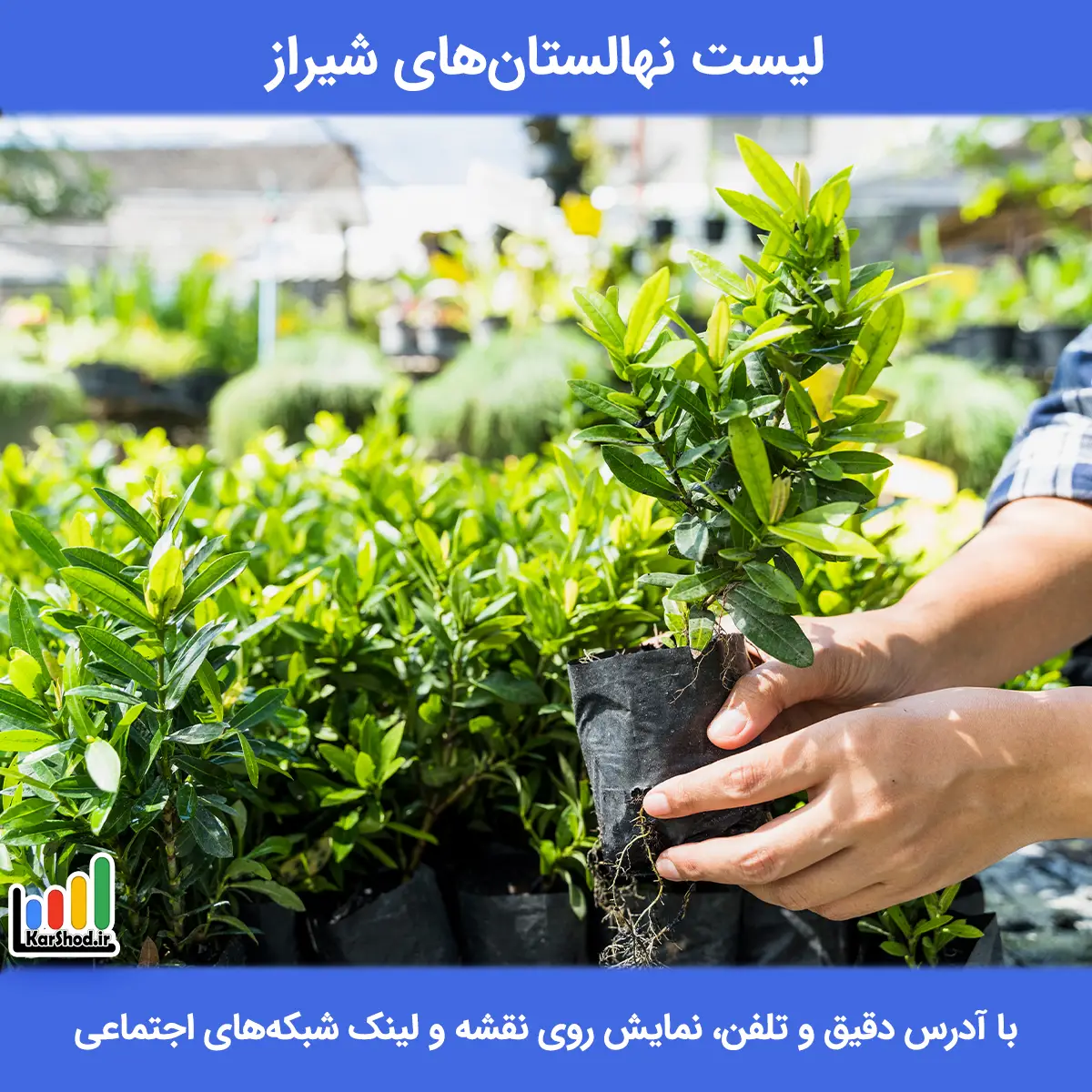 لیست نهالستان های شیراز همراه با آدرس و تلفن بهترین نهالستان های شیراز