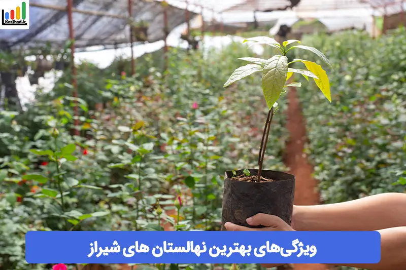 بهترین نهالستان شیراز بهترین نهالستان شیراز