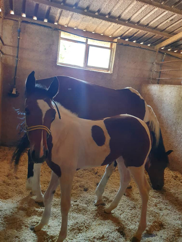 عکس های باشگاه سوارکاری ملل عکس های باشگاه سوارکاری ملل