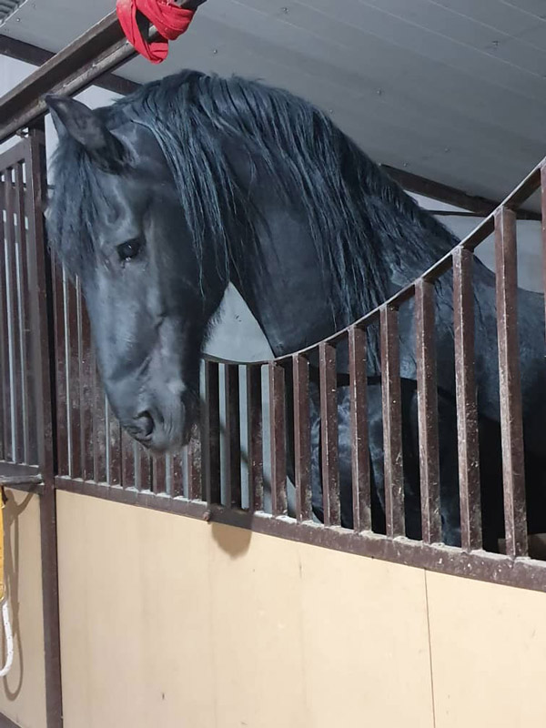 عکس های باشگاه سوارکاری ملل عکس های باشگاه سوارکاری ملل