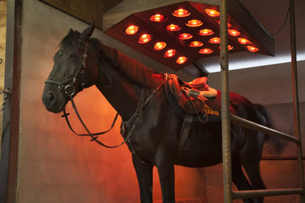 عکس های باشگاه سوارکاری ملل عکس های باشگاه سوارکاری ملل