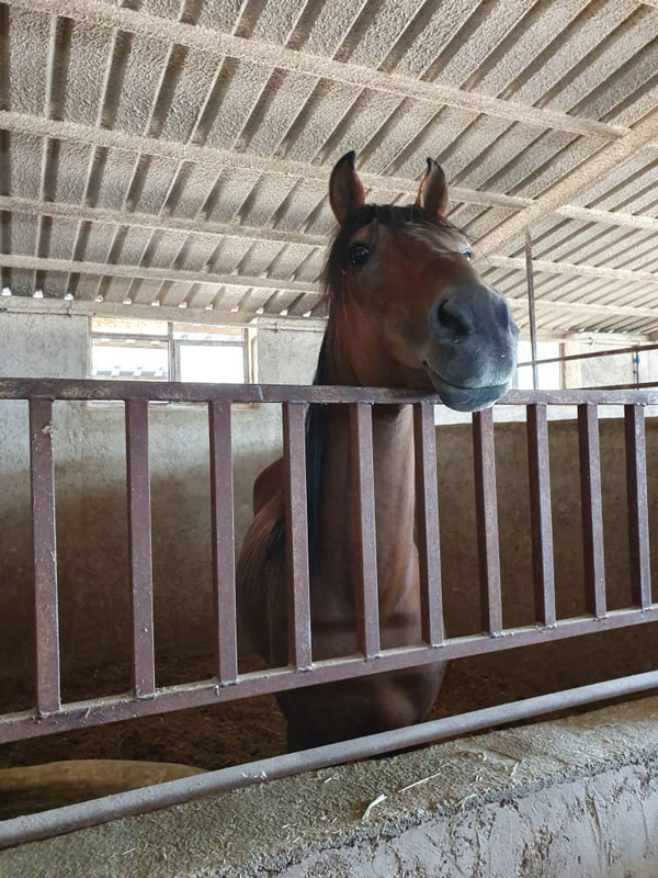 عکس های باشگاه سوارکاری ملل عکس های باشگاه سوارکاری ملل