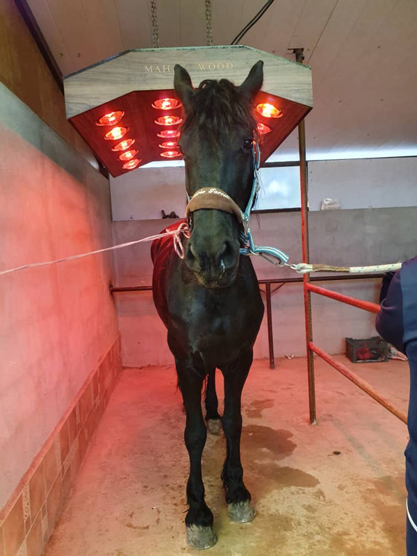 عکس های باشگاه سوارکاری ملل عکس های باشگاه سوارکاری ملل