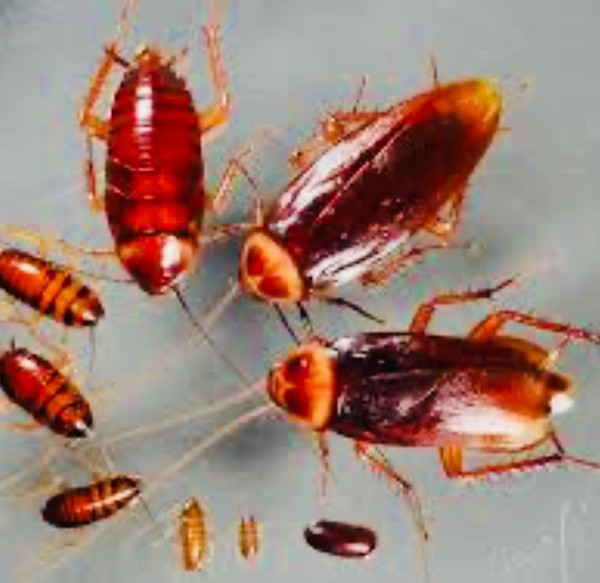 عکس های شرکت سورنا ایمن زیست عکس های شرکت سورنا ایمن زیست