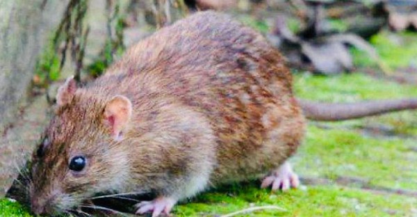 عکس های شرکت سورنا ایمن زیست عکس های شرکت سورنا ایمن زیست