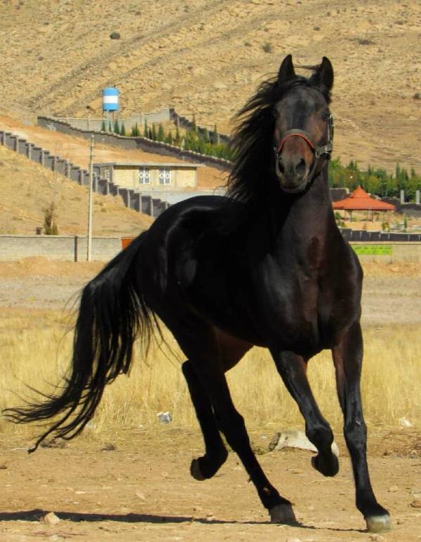 عکس های مجموعه گردشگری اسب سفید شیرازیس عکس های مجموعه گردشگری اسب سفید شیرازیس