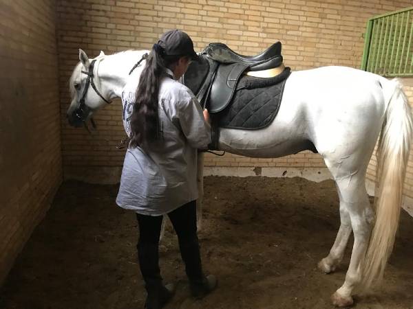 عکس های مجموعه گردشگری اسب سفید شیرازیس عکس های مجموعه گردشگری اسب سفید شیرازیس