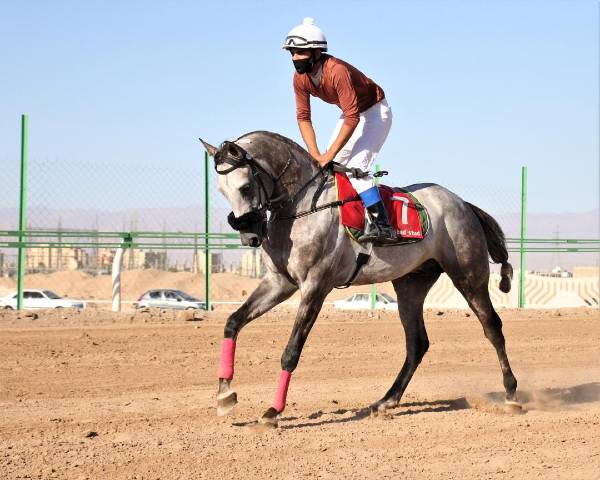 عکس های مجموعه گردشگری اسب سفید شیرازیس عکس های مجموعه گردشگری اسب سفید شیرازیس