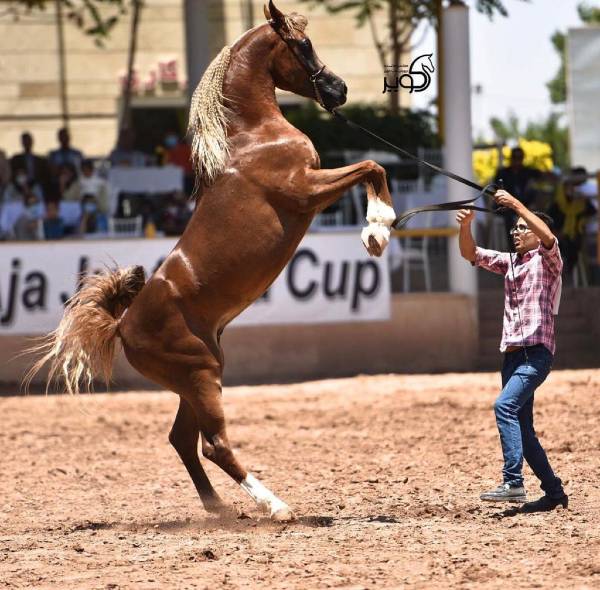 عکس های مجموعه گردشگری اسب سفید شیرازیس عکس های مجموعه گردشگری اسب سفید شیرازیس