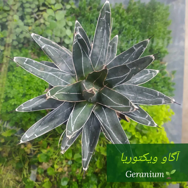 عکس های گلخانه گرانیوم عکس های گلخانه گرانیوم